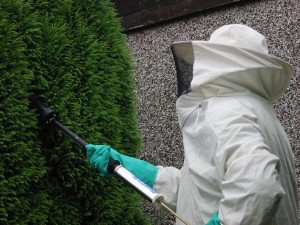 treating a wasp nest